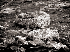 Seaweed and Surf 2